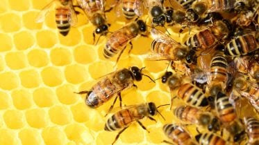 Honey Bees Beehive