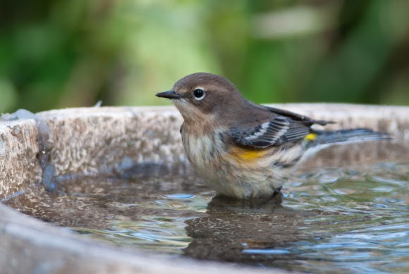 Bird in birdbath