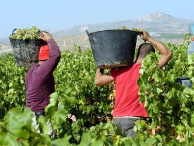 Agricultores en labores de vendimia en la bodega cooperativa de Aldeanueva de Ebro.