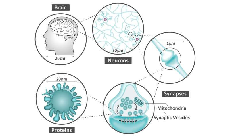 The uncharted molecular language of the brain