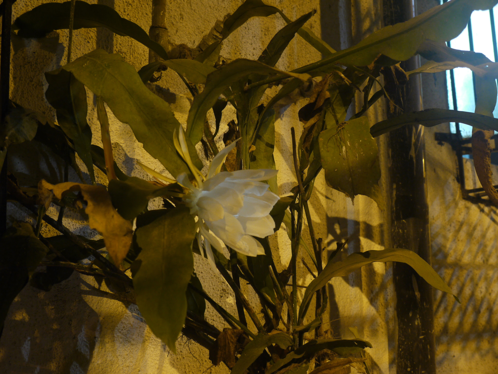 Epiphyllum oxypetalum (DC.) Haw.
