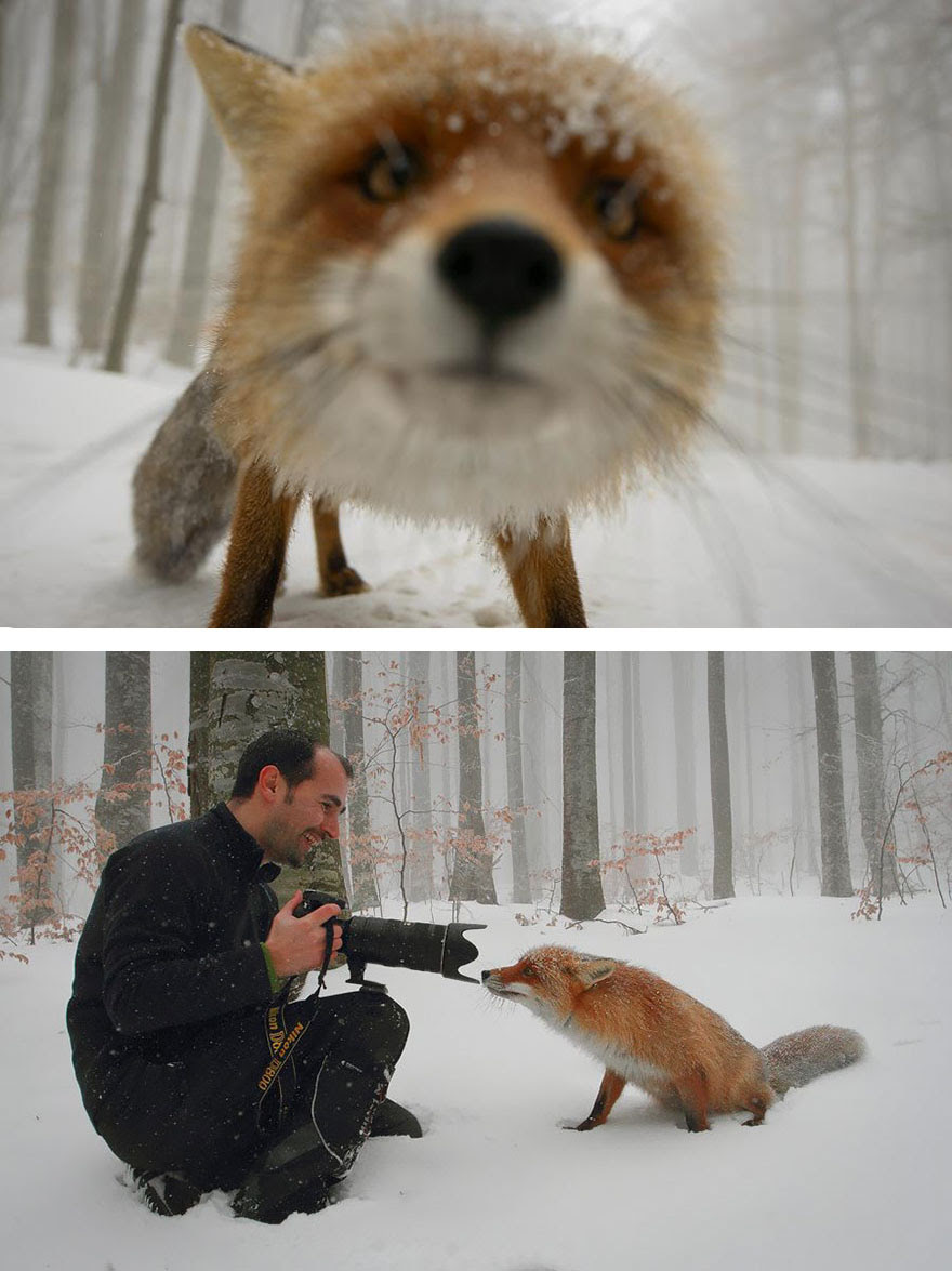 Fox Close Up Fox Close Up