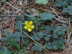 Yellow-flowered Strawberry