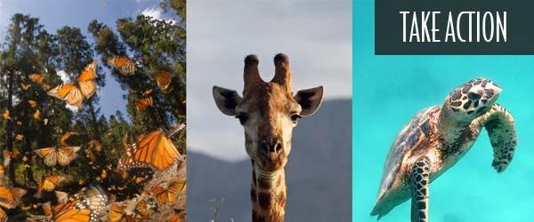 Photos of monarch butterflies, giraffe, and green sea turtle.
