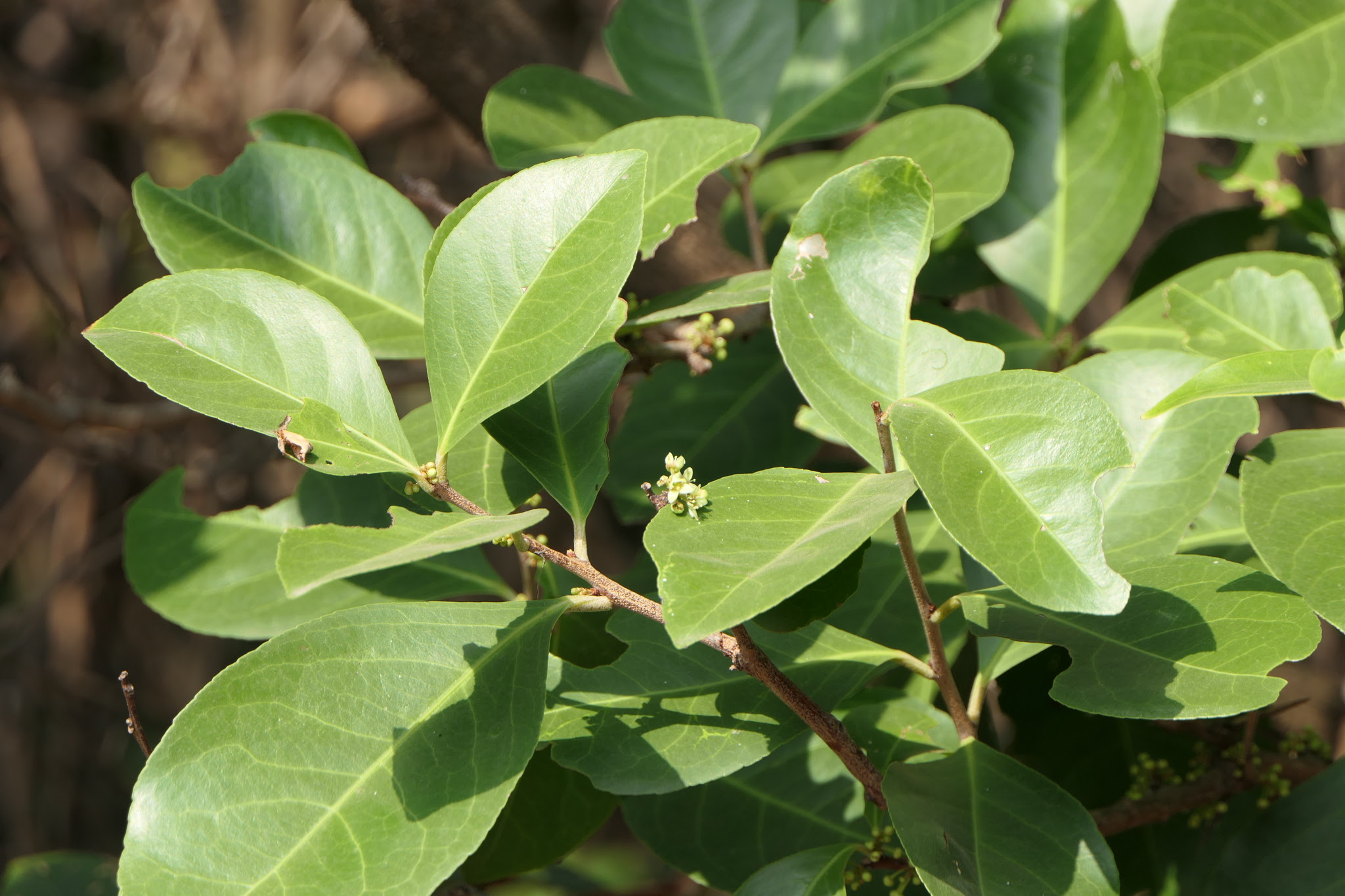 Gymnosporia rothiana (Walp.) M.A.Lawson