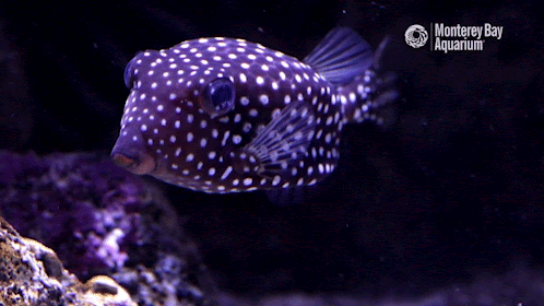 baja california fish GIF by Monterey Bay Aquarium