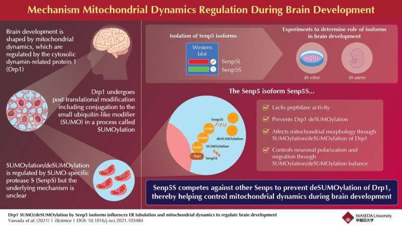 Changemaker Senp5: New protein isoform with crucial role in brain development