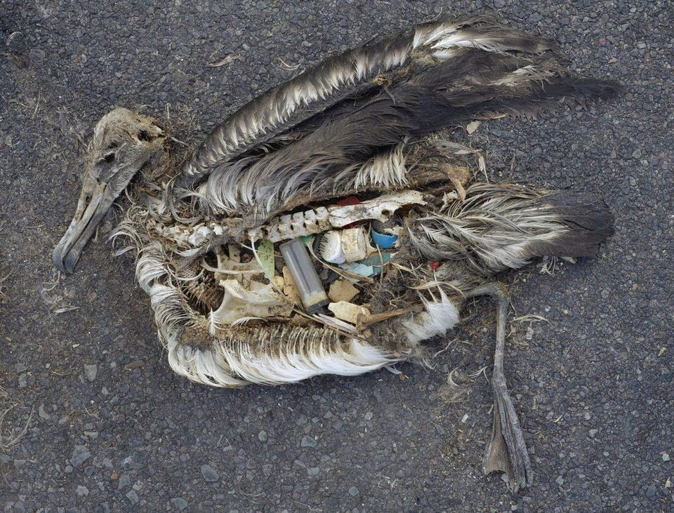 The unaltered stomach contents of a dead albatross chick on Midway Atoll National Wildlife Refuge in... [+] the Pacific in September 2009 include plastic marine debris fed to the chick by its parents. (Credit: Chris Jordan / USFWS / public domain.)