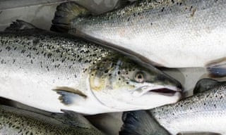 Leading UK chefs join campaign to cast farmed salmon off menu