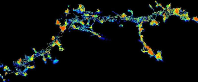 Cleaning up toxic 'protein clumps' could prevent dementia