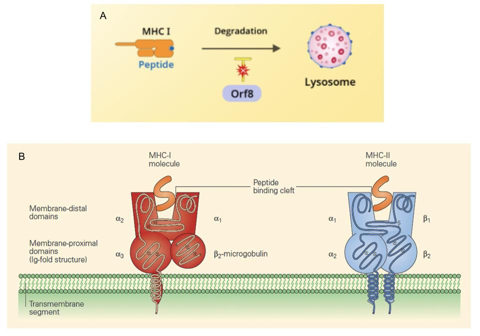 (A) SARS-CoV-2 Orf8 interference (B) MHC-I and MHC-II molecules