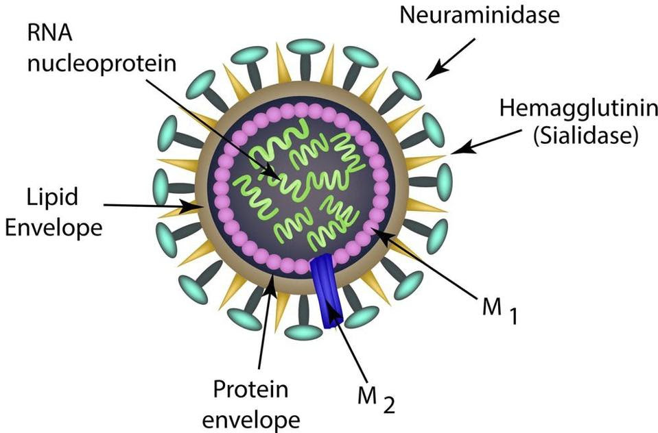 Schematic of influenza A virion structure.