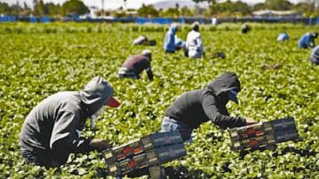 Sunafil lanza número de WhatsApp para trabajadores agrarios en Lambayeque