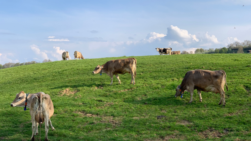Learn more about multi-species grazing