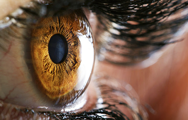 A closeup of a golden brown eye.
