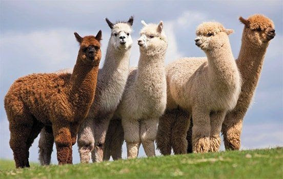 diferencia llama alpaca diferencia llama alpaca