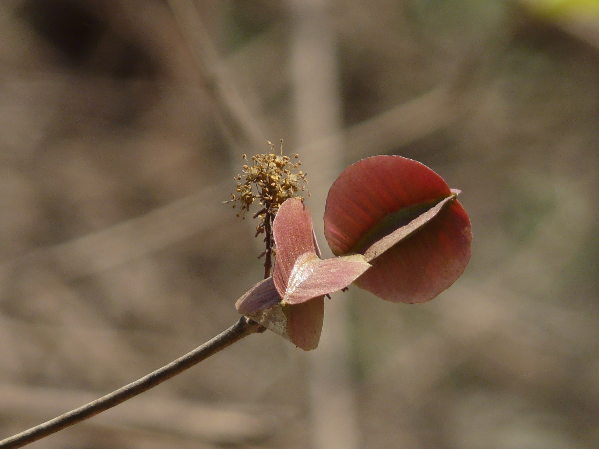 Combretum albidum G.Don