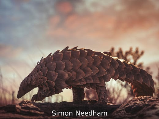 Simon Needham 2