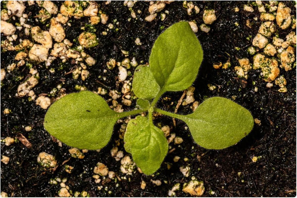 Nicotiana benthamiana. Image Credit: Hanjo Hellmann / Shutterstock