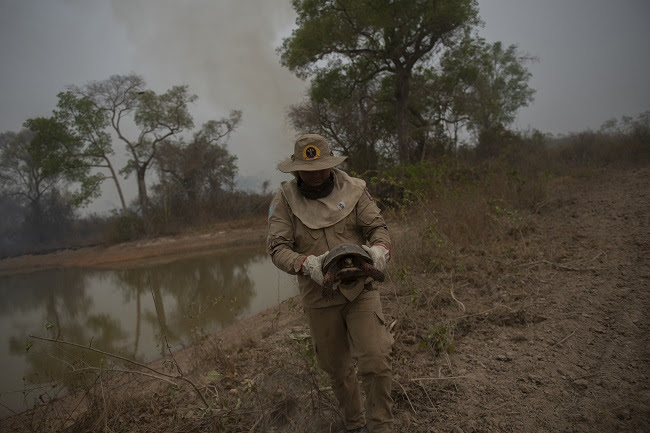 Mato Grosso State firefighter removes a turtle from a fire area in the wetlands of the Pantanal