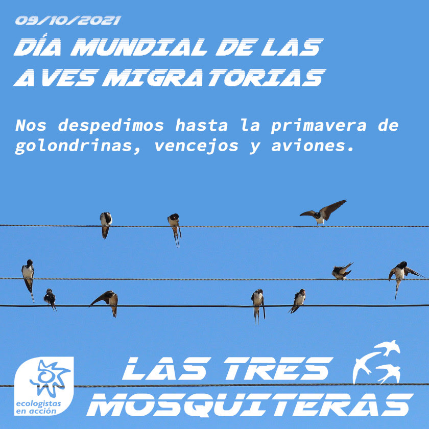 Celebran el Día Mundial
de las Aves Migratorias