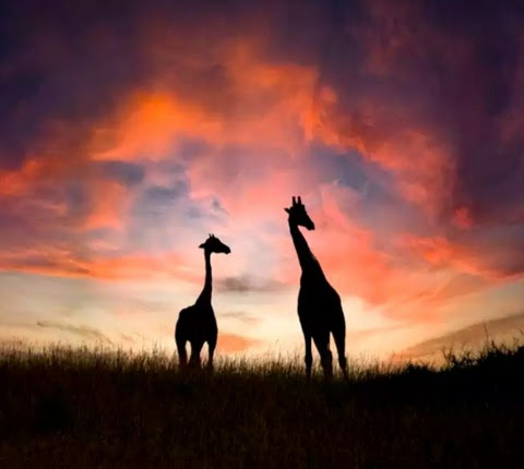 Giraffe-Sunset