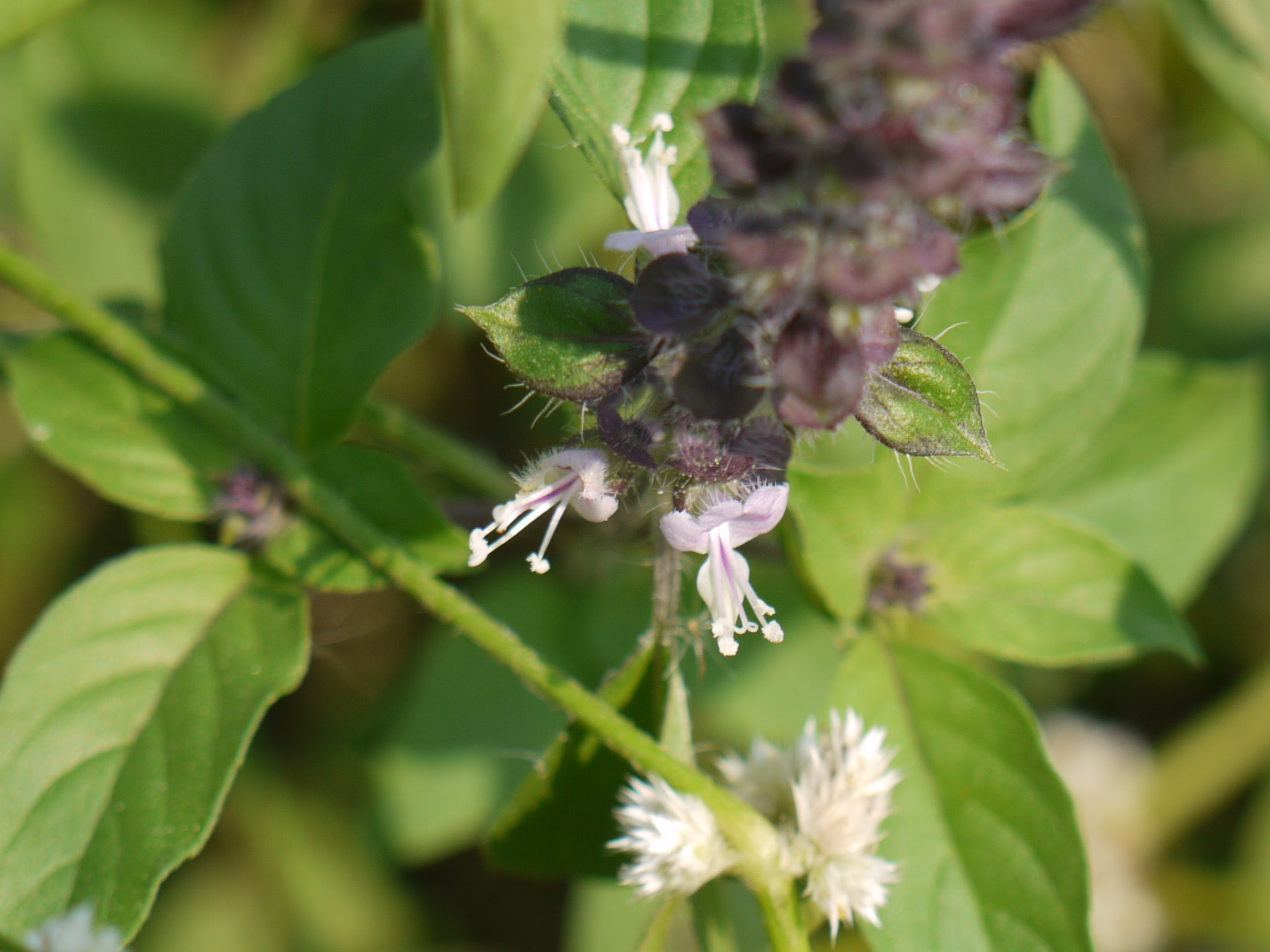 Ocimum basilicum L.