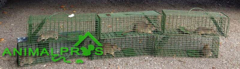 rat-traps