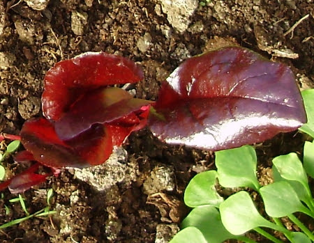 Bull's Blood beetroot has a much broader leaf than McGregor's Favourite Bull's Blood beetroot has a much broader leaf than McGregor's Favourite