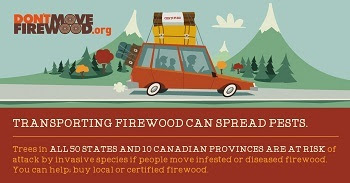 Infographic transporting firewood