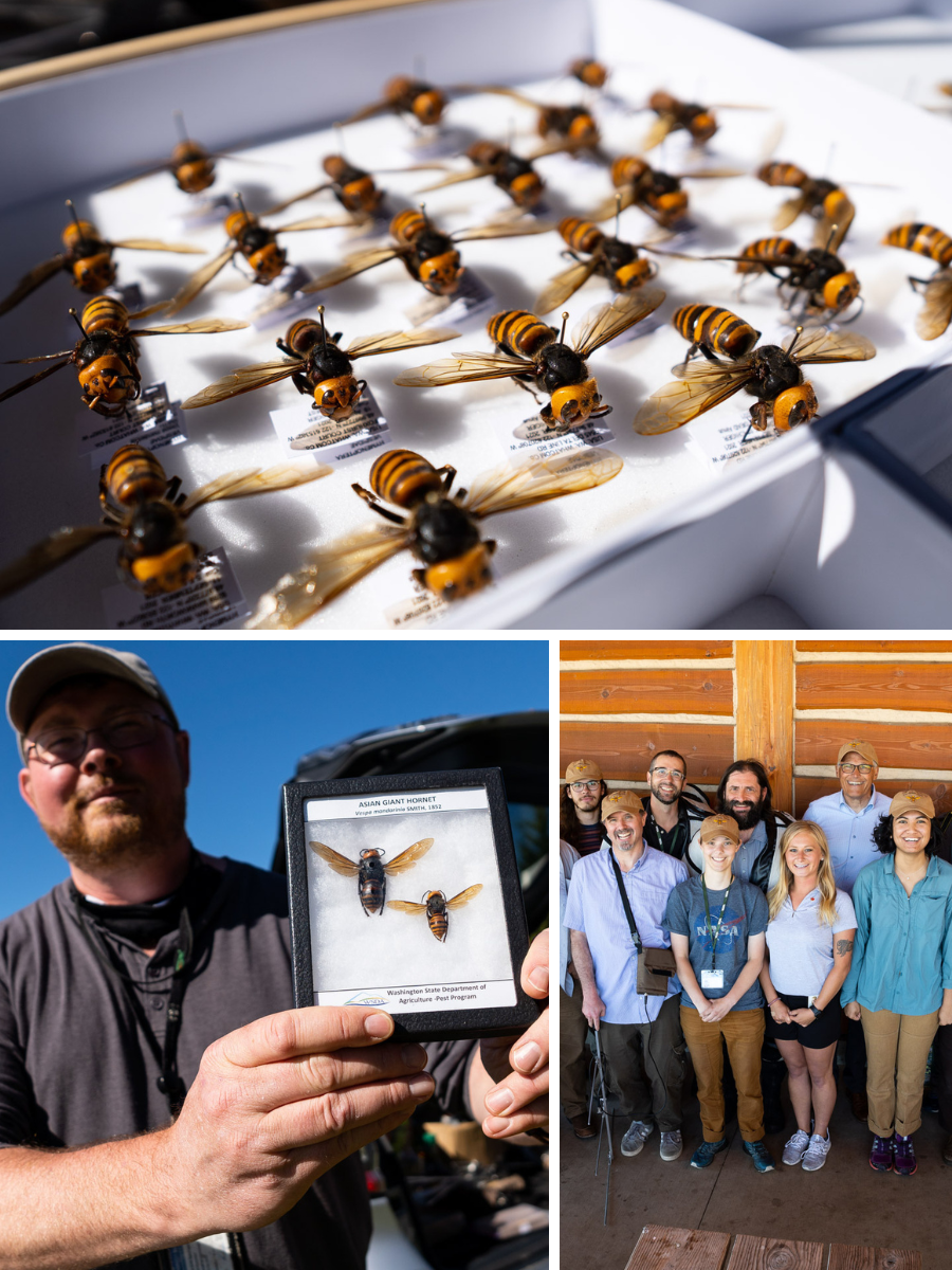 Asian giant hornets, often called “murder hornets,” continue to appear in Blaine and Bellingham. WSDA entomologists are working to eradicate them.