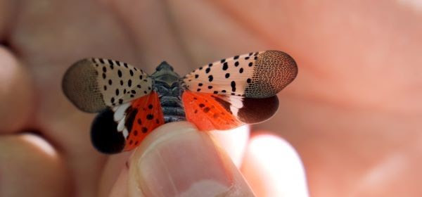 Closeup of red, black and buff spotted lanternfly insect held in someone's fingers