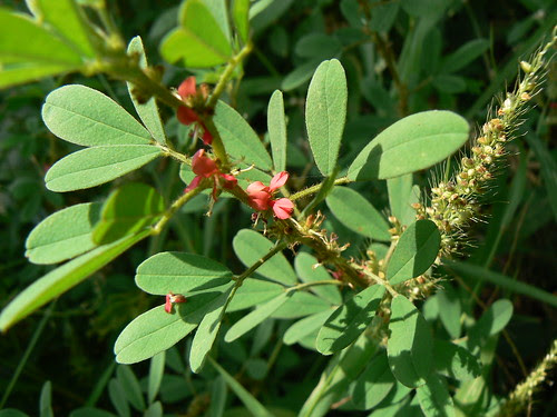 Indigofera trita