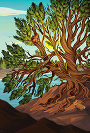Illustration of a limber pine by Megan Wiebe.