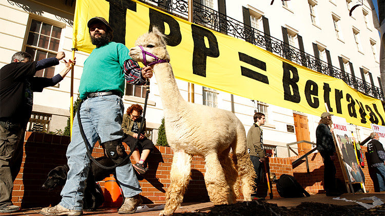 El activista Ethan Abbott camina junto a su alpaca durante una protesta contra el TPP