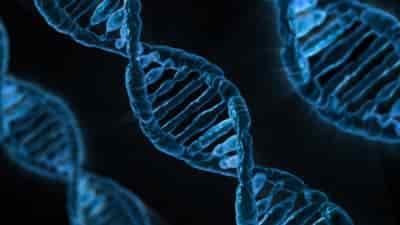 Image result for Your genes determine duration of your sleep: