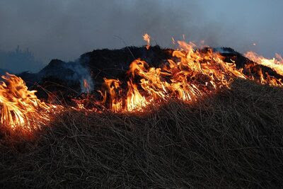 London Fire Brigade warns of “unprecedented increase in grass fires” during second UK heatwave of the summer