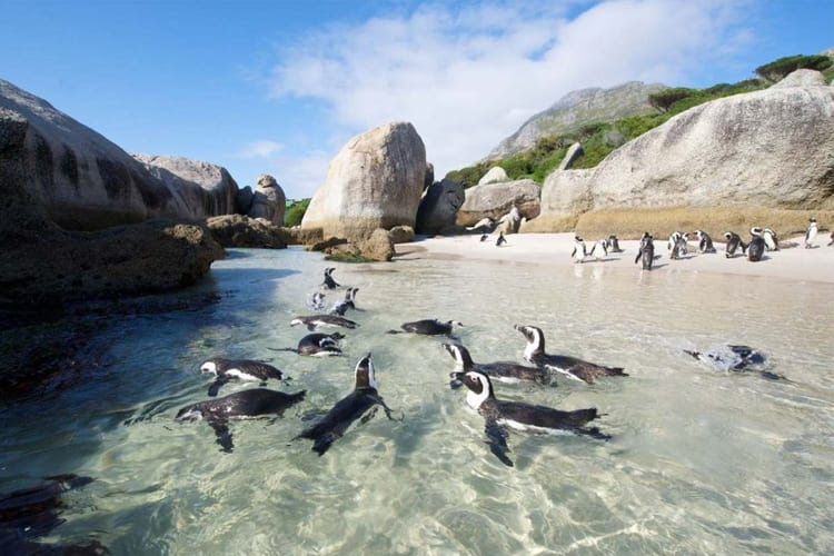 5 wildlife adventures in Africa you need to have in 2019