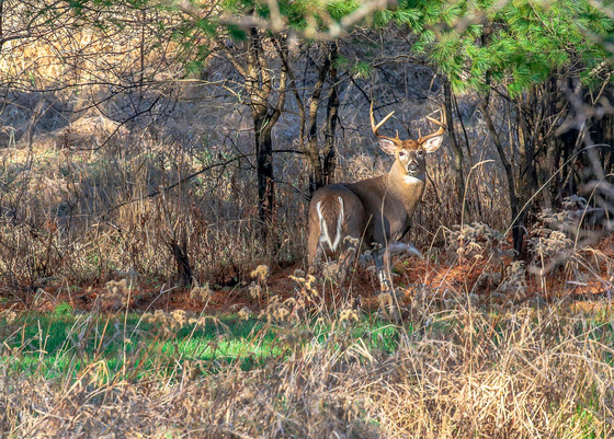 A buck deer standing at attention during the rut and the Wisconsin rifle hunting season