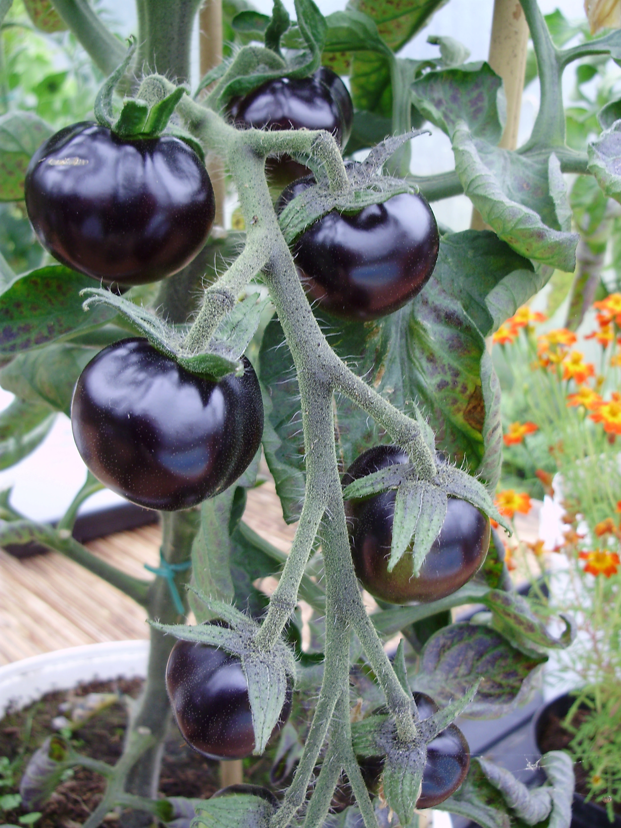 Exciting new tomato 'Indigo Rose'- naturally high in cancer- fighting plant phytochemicals