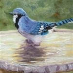 Blue Jay Bath - Posted on Sunday, February 15, 2015 by Jane Frederick