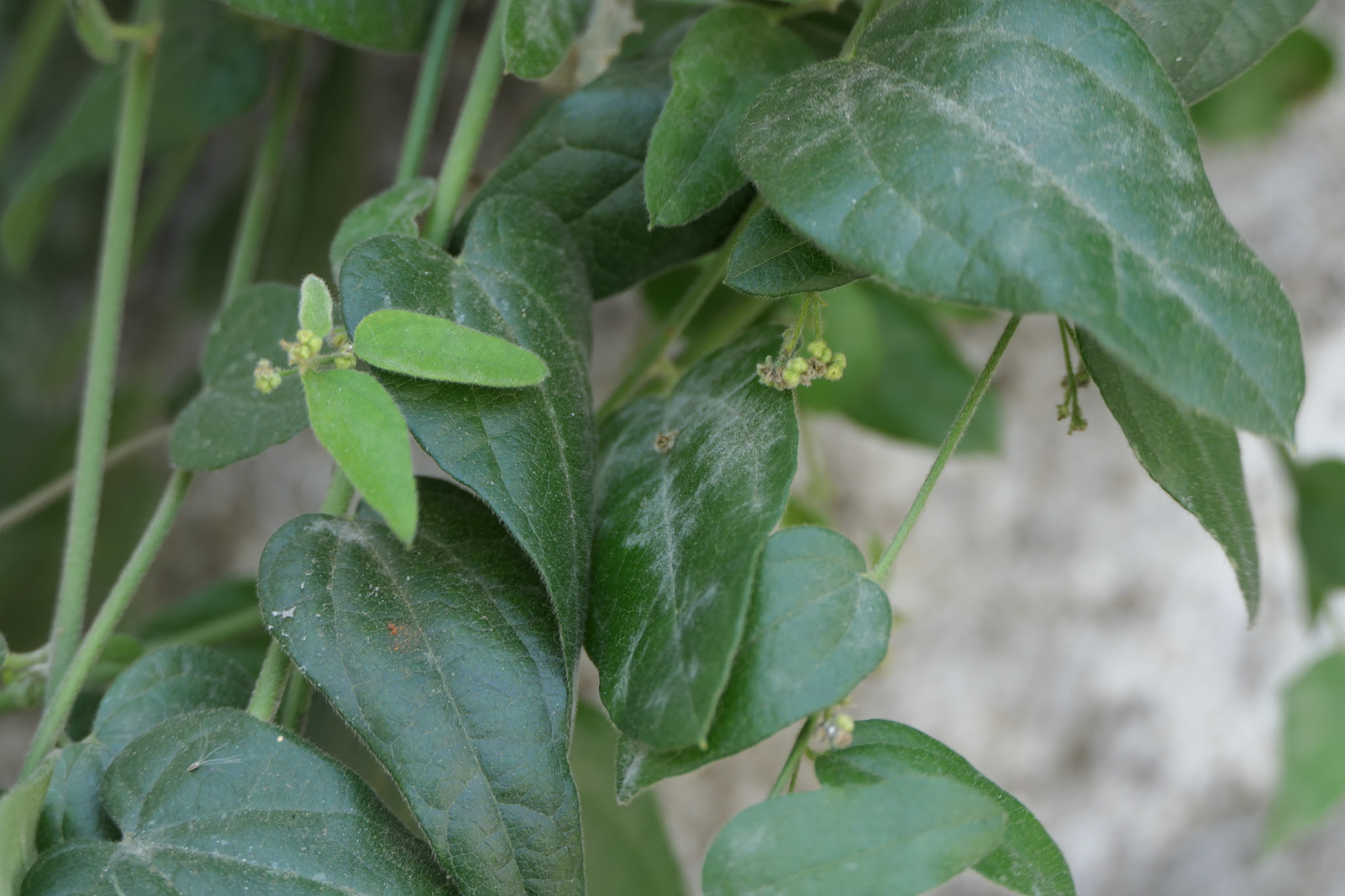 Cocculus hirsutus (L.) W.Theob.