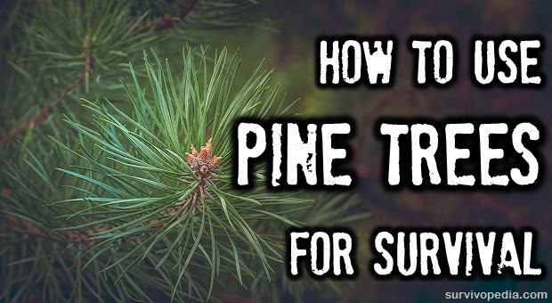 How To Use Pine Trees For Survival