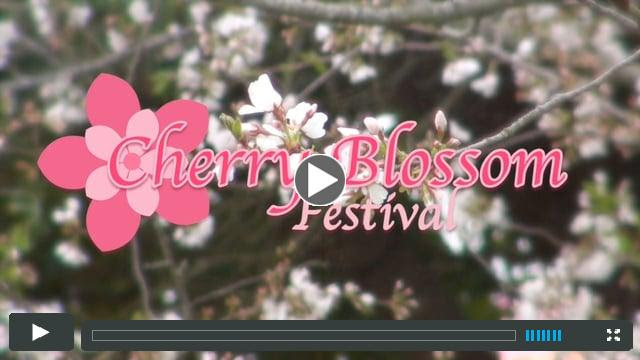 Cherry Blossom Festival 2015
