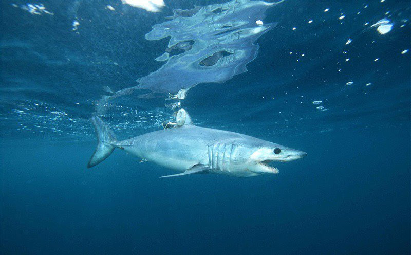 Shortfin mako shark