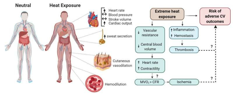 Experts warn that extreme heat events jeopardize cardiovascular health