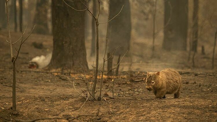 Những loài động vật còn sống sót sau cháy rừng như loài gấu túi sẽ phải cạnh tranh khốc liệt để tìm thức ăn. Ảnh: Wolter Peeters