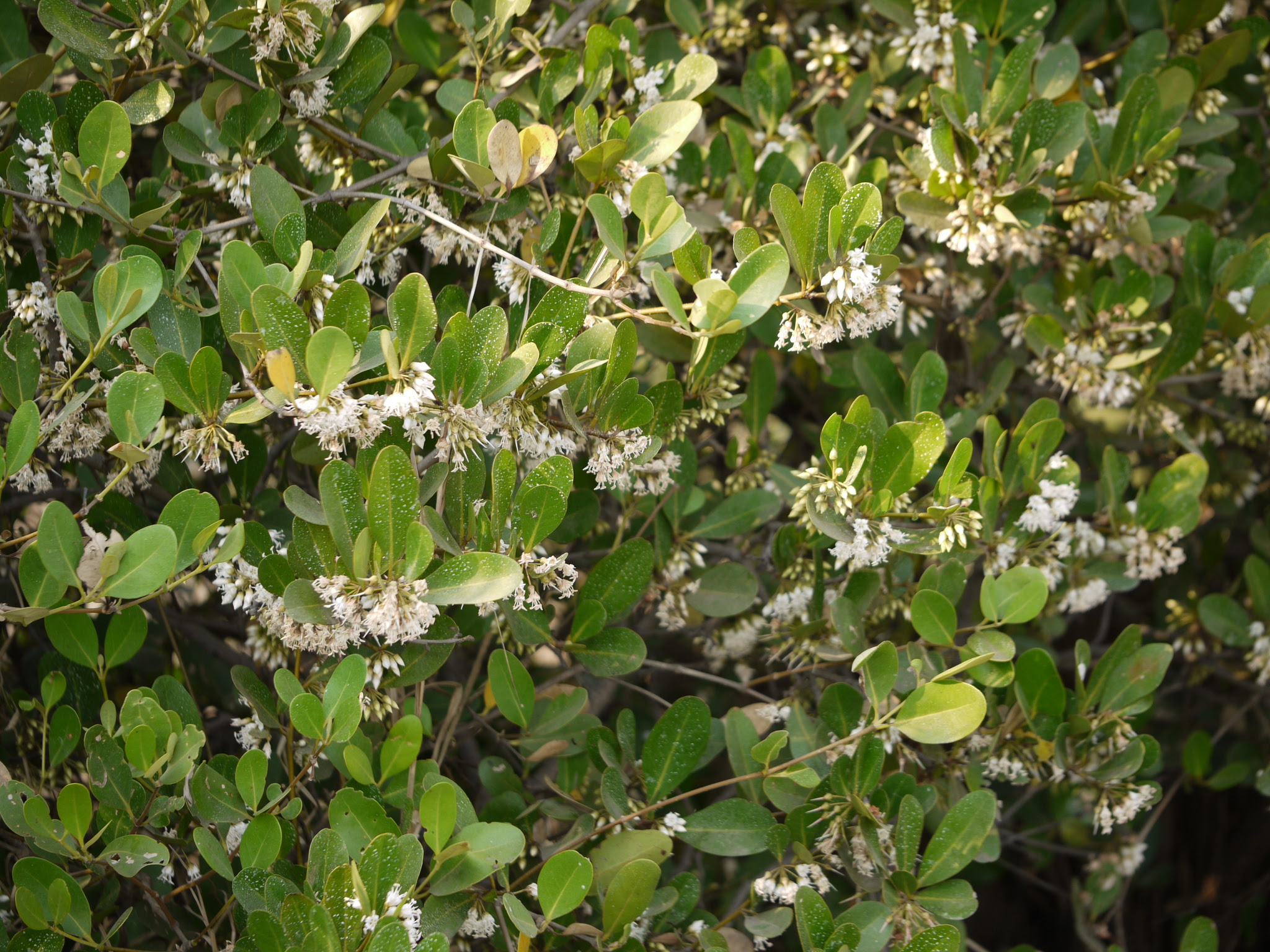 Aegiceras corniculatum (L.) Blanco
