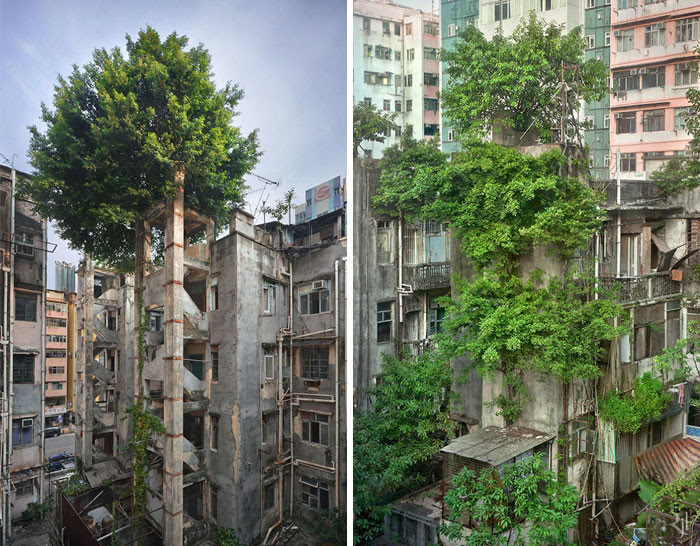 Природа против бетона дерево, живучесть, жизнь, мир, планета, растительность, фото