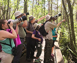 Bird watchers